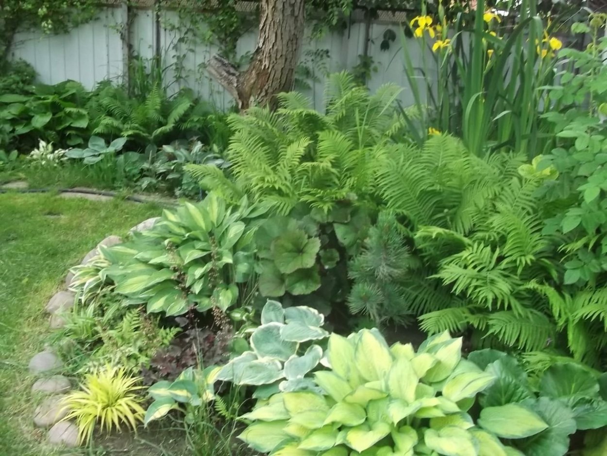 Хоста папоротник астильба