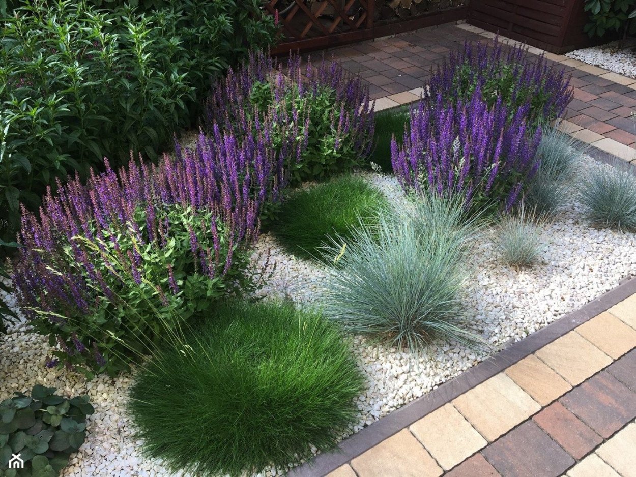 Лаванда в миксбордере