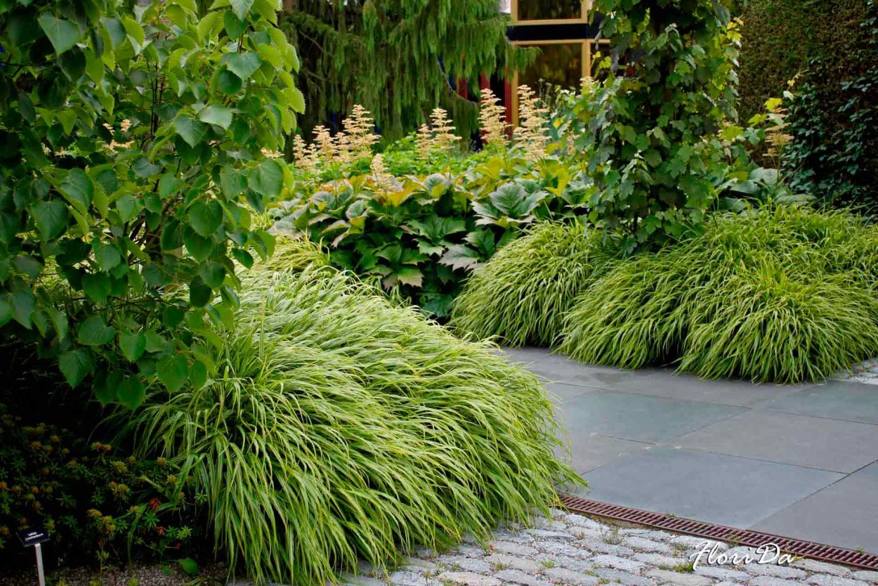 Хаконехлоя дерен