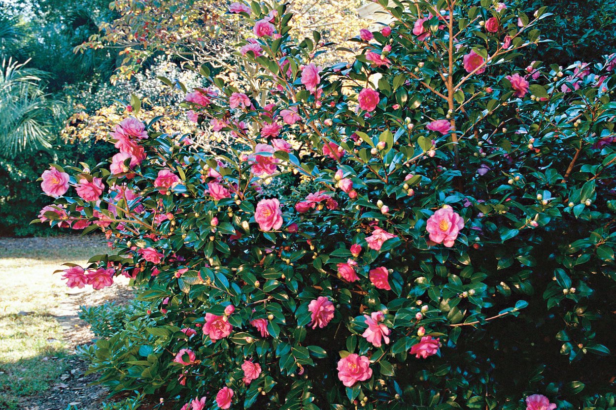 Камелия кустарник