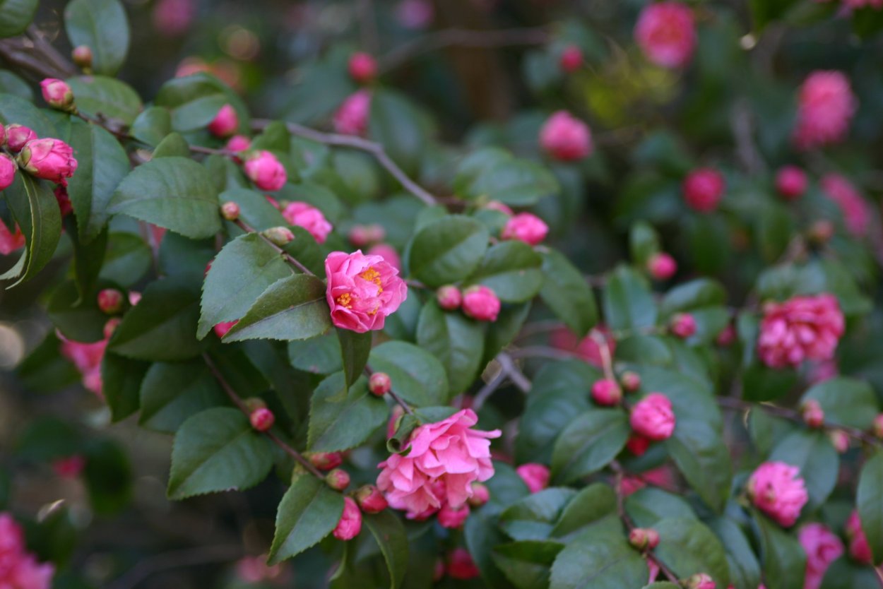 Камелия мелколистная