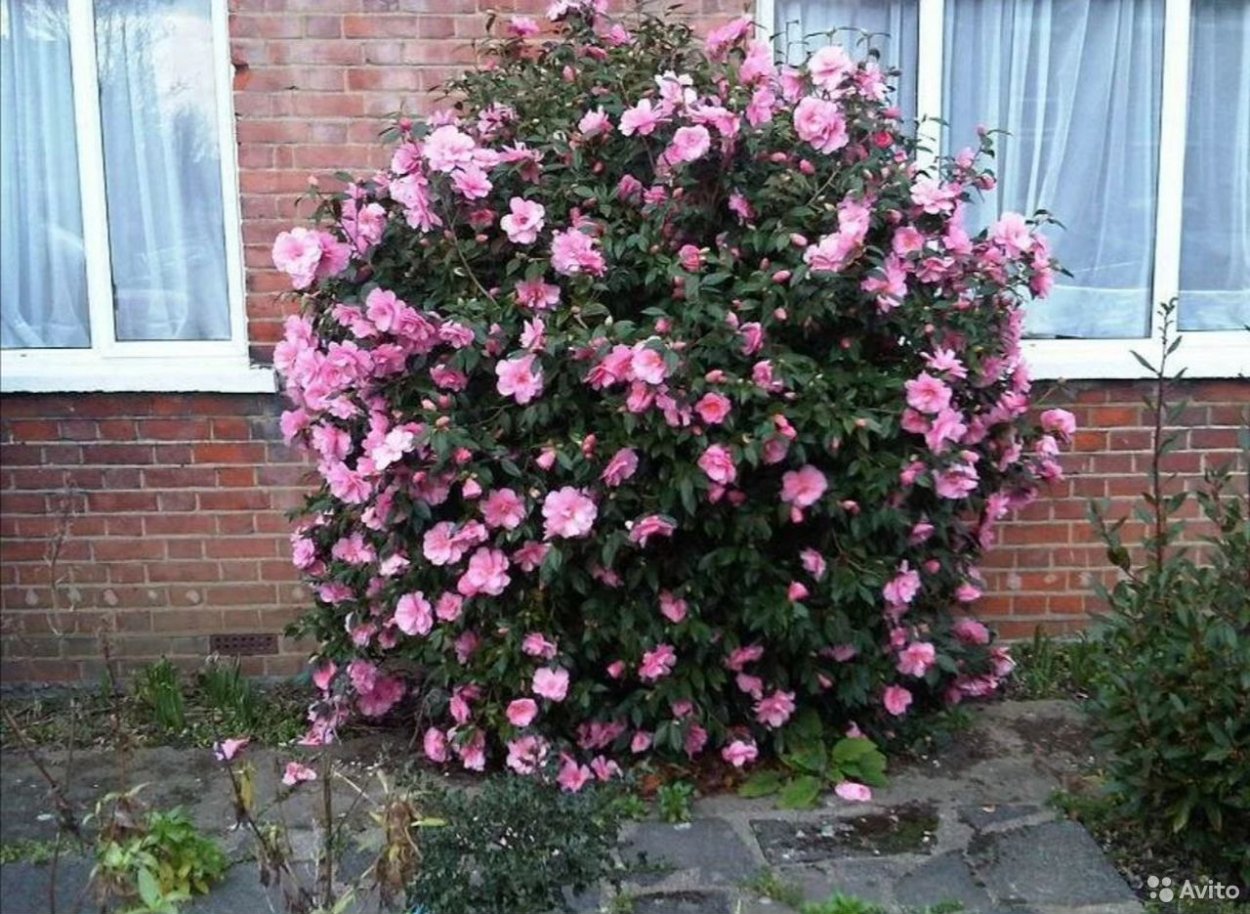 Роза Камелия кустовая