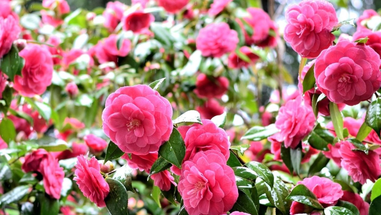 Камелия кустовая