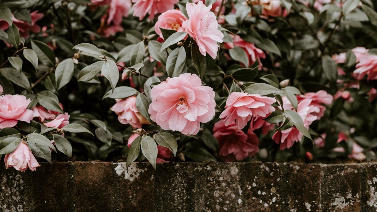 Куст камелии розовая