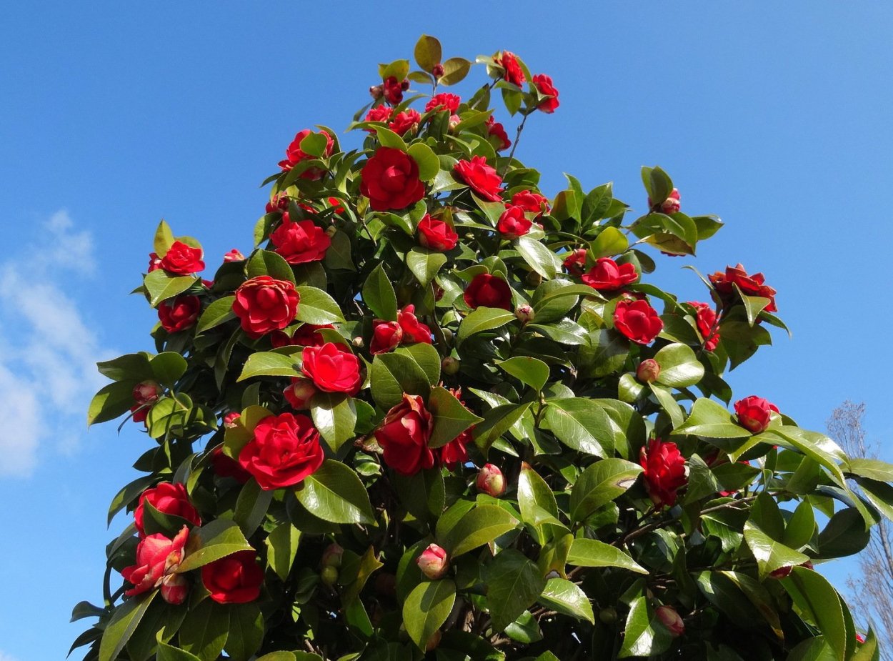 Камелия древовидная Садовая