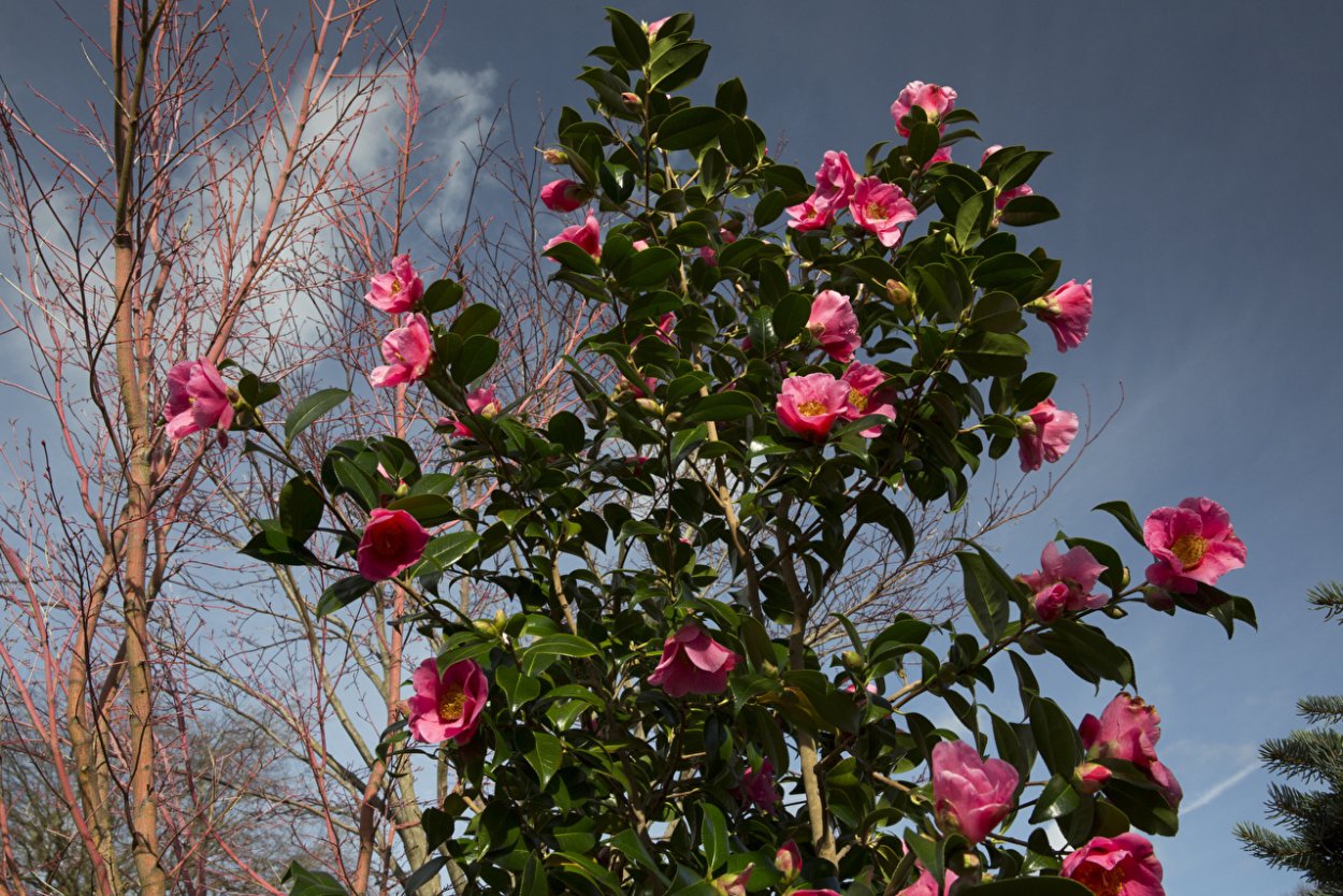 Камелия дерево в Сочи