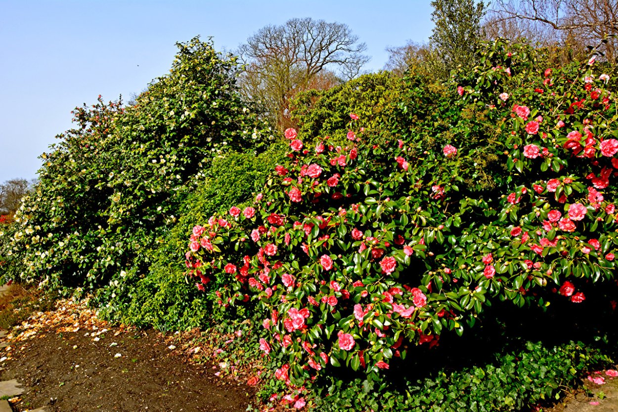 Камелия многолетняя морозостойкая