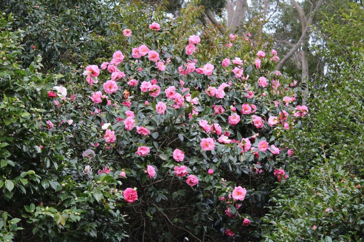 Камелия кустарник многолетний