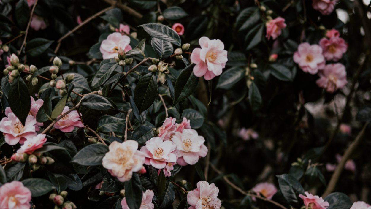 Камелия шиповник