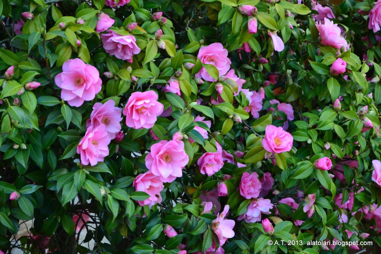 Камелия кустарник