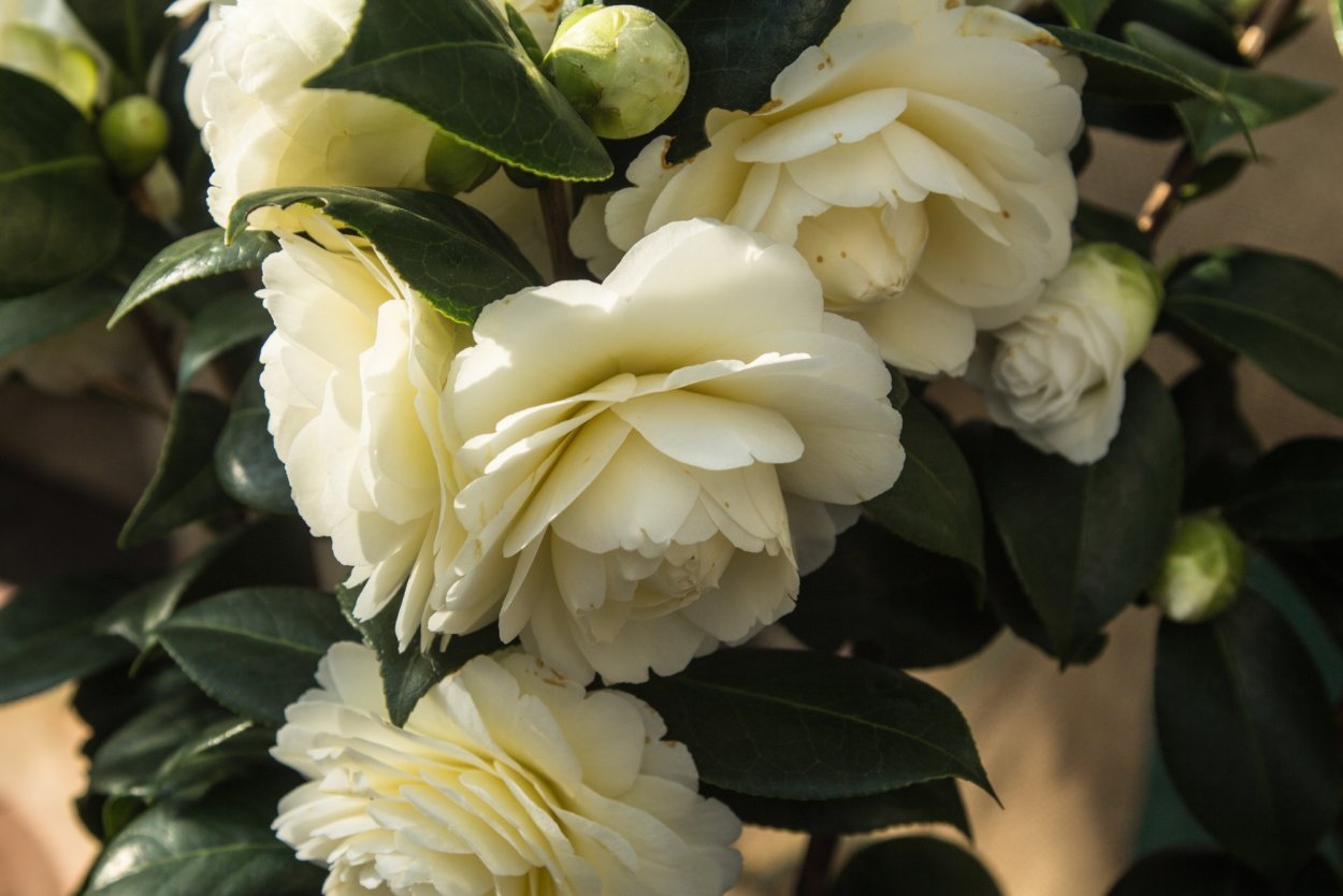 Гардения жасминовидная белоснежная роза