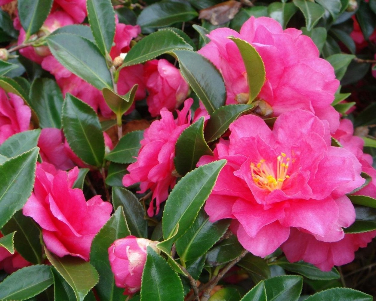 Камелия рододендрон