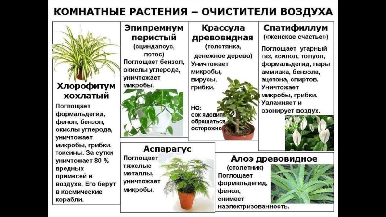 Паспорт комнатных растений в детском саду бегония
