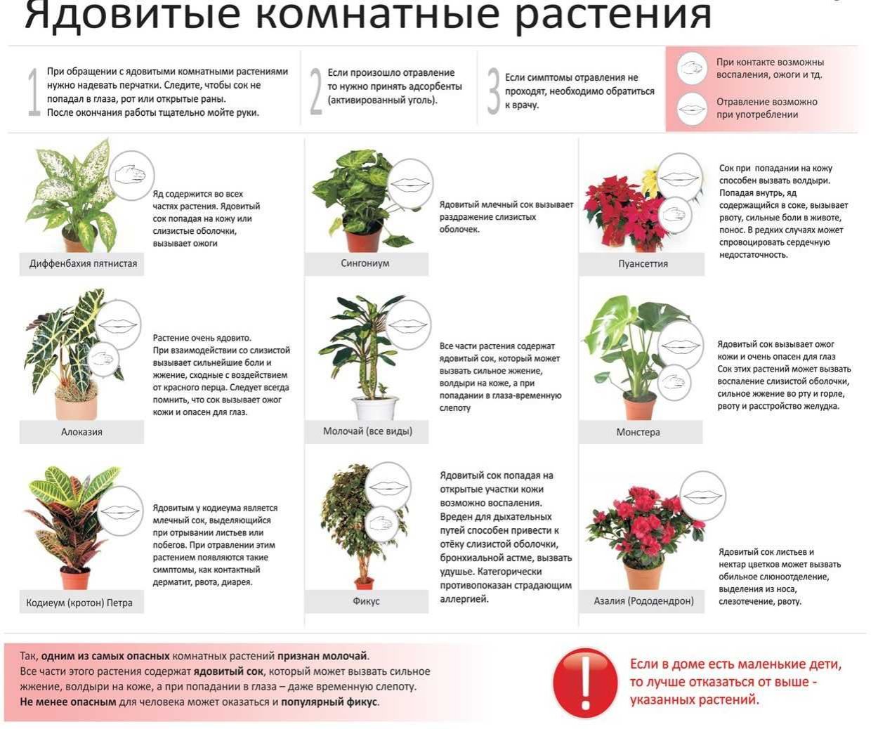 Самые полезные комнатные растения