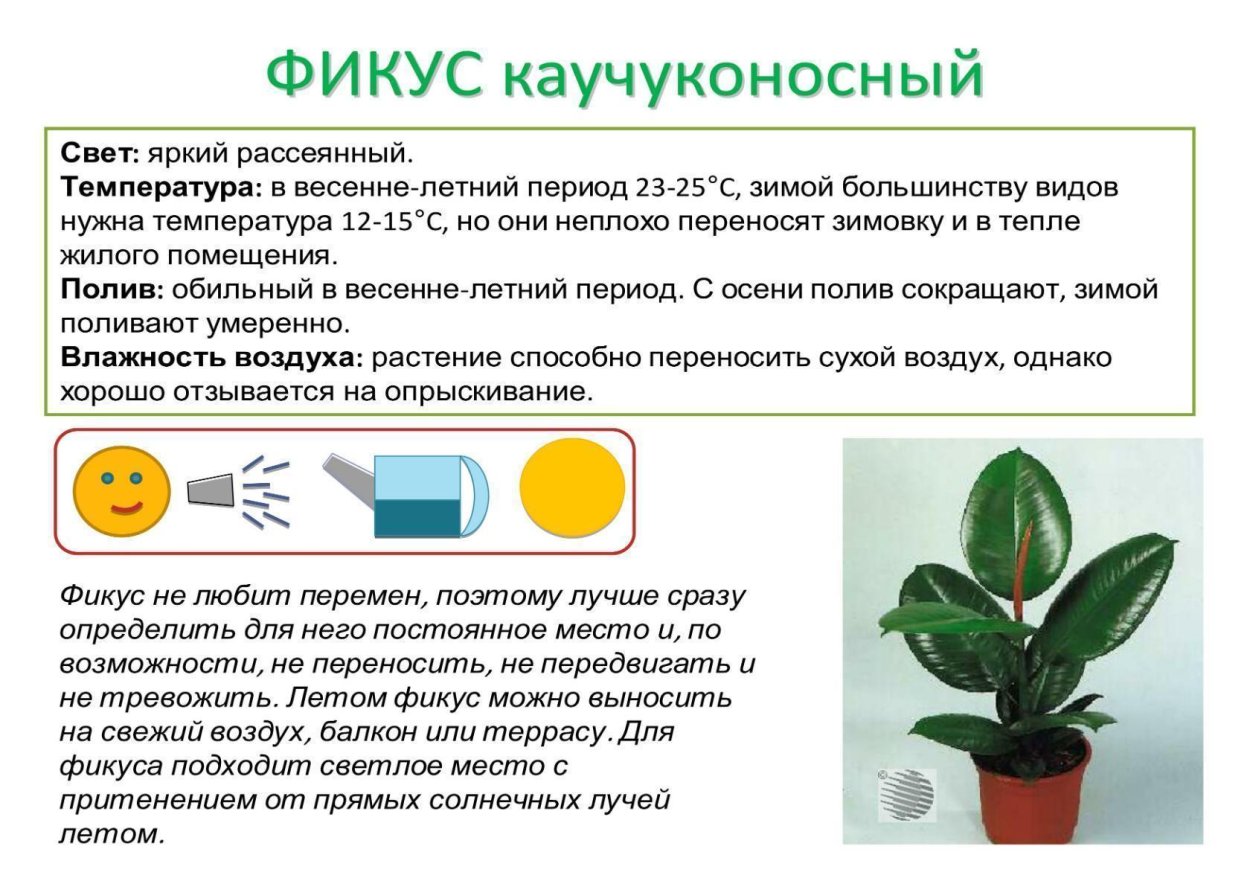 Удачные дни для пересадки комнатных цветов