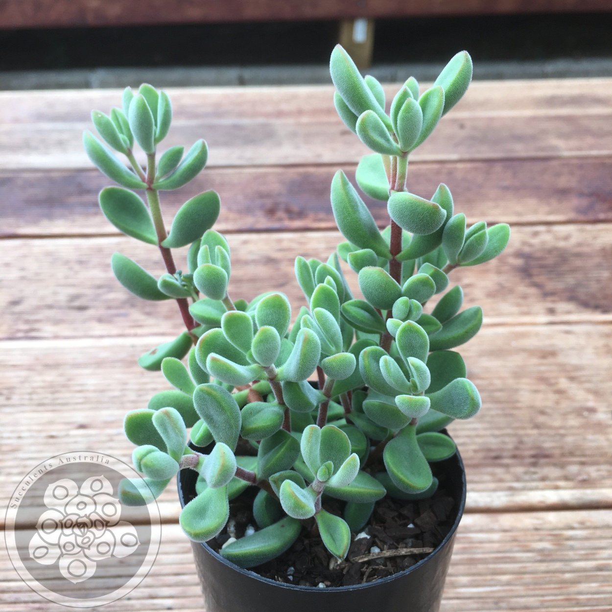 Крассула Роджерси Crassula rogersii