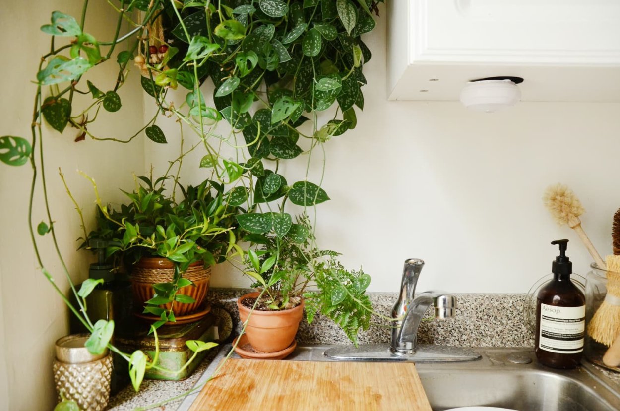 Transplanting Home Flowers