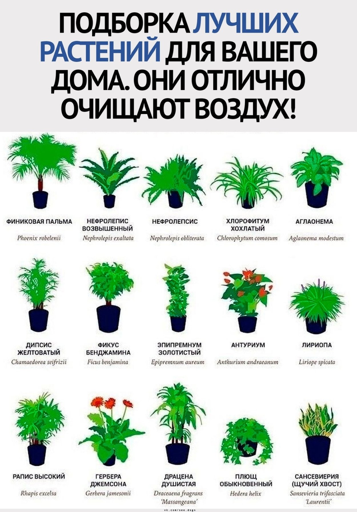 Фикус лирата в кашпо