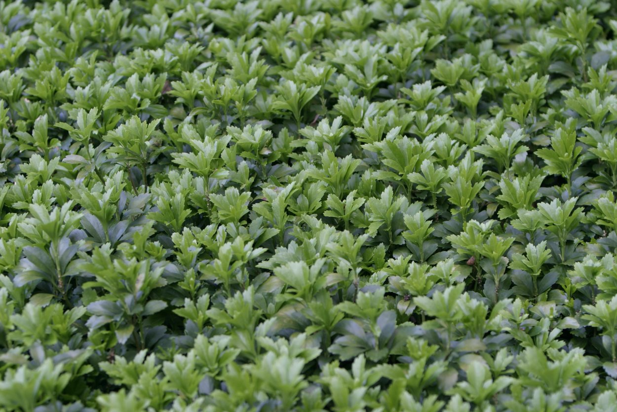 Очиток почвопокровный Мшанка