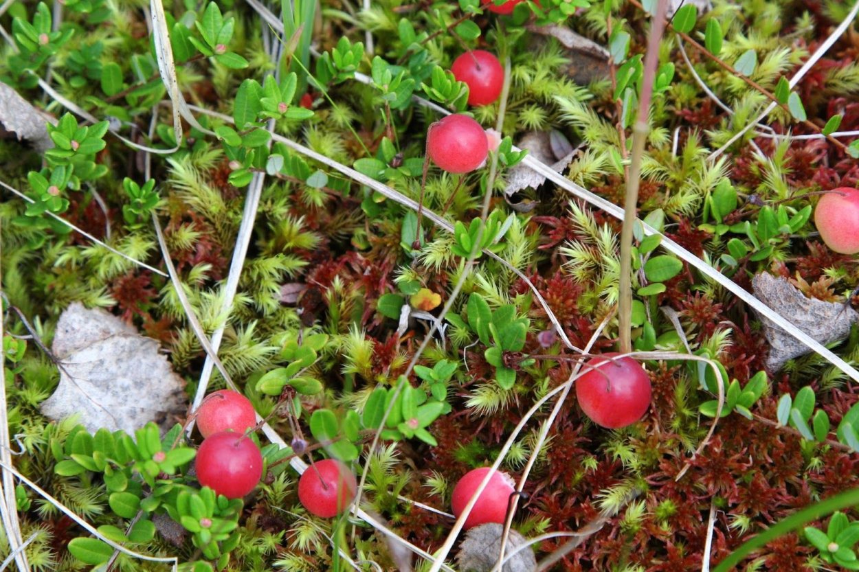 Клюква Вакциниум красноплодный