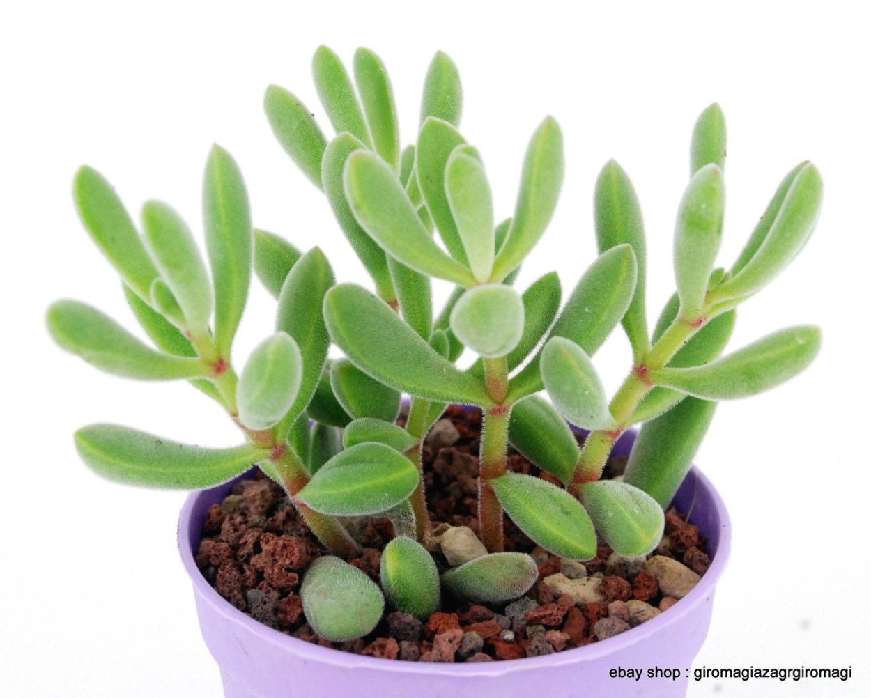 Крассула Роджерси Crassula rogersii