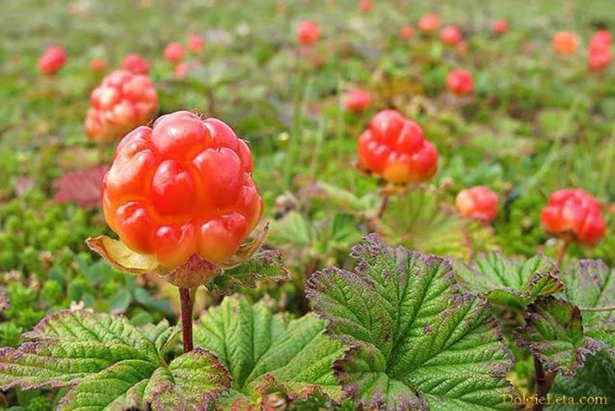 Черника на Байкале