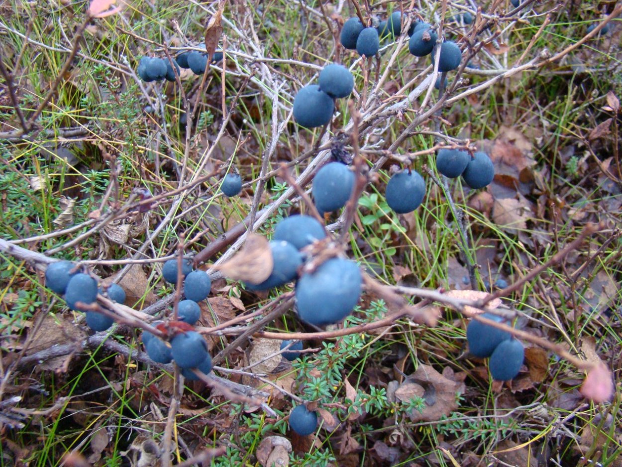 Клюква Болотная