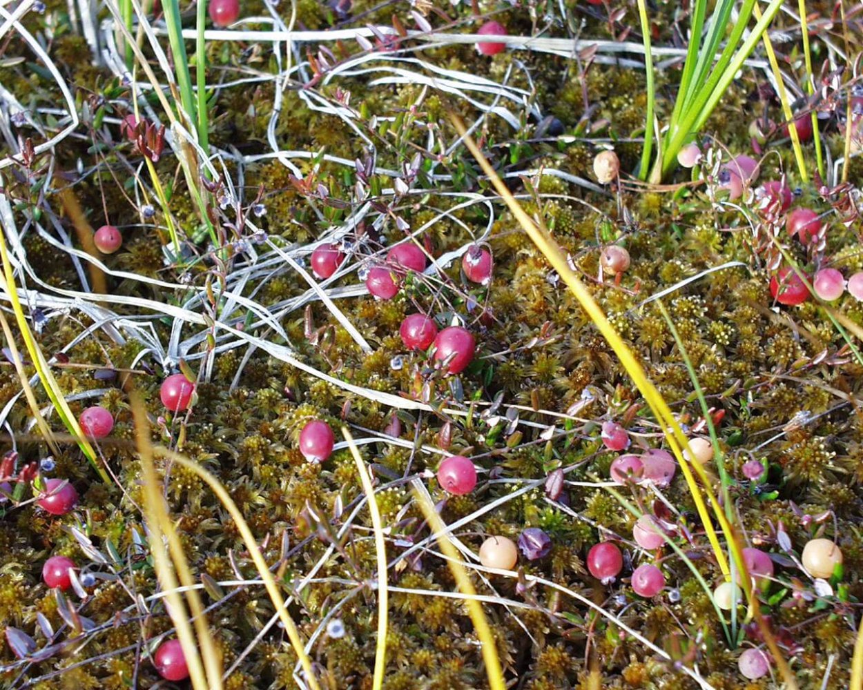 Морошка Княженика клюква