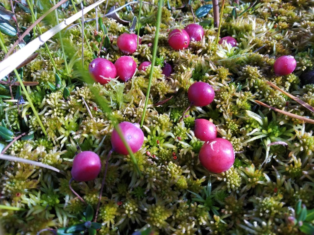 Водяника черная шикша вороника