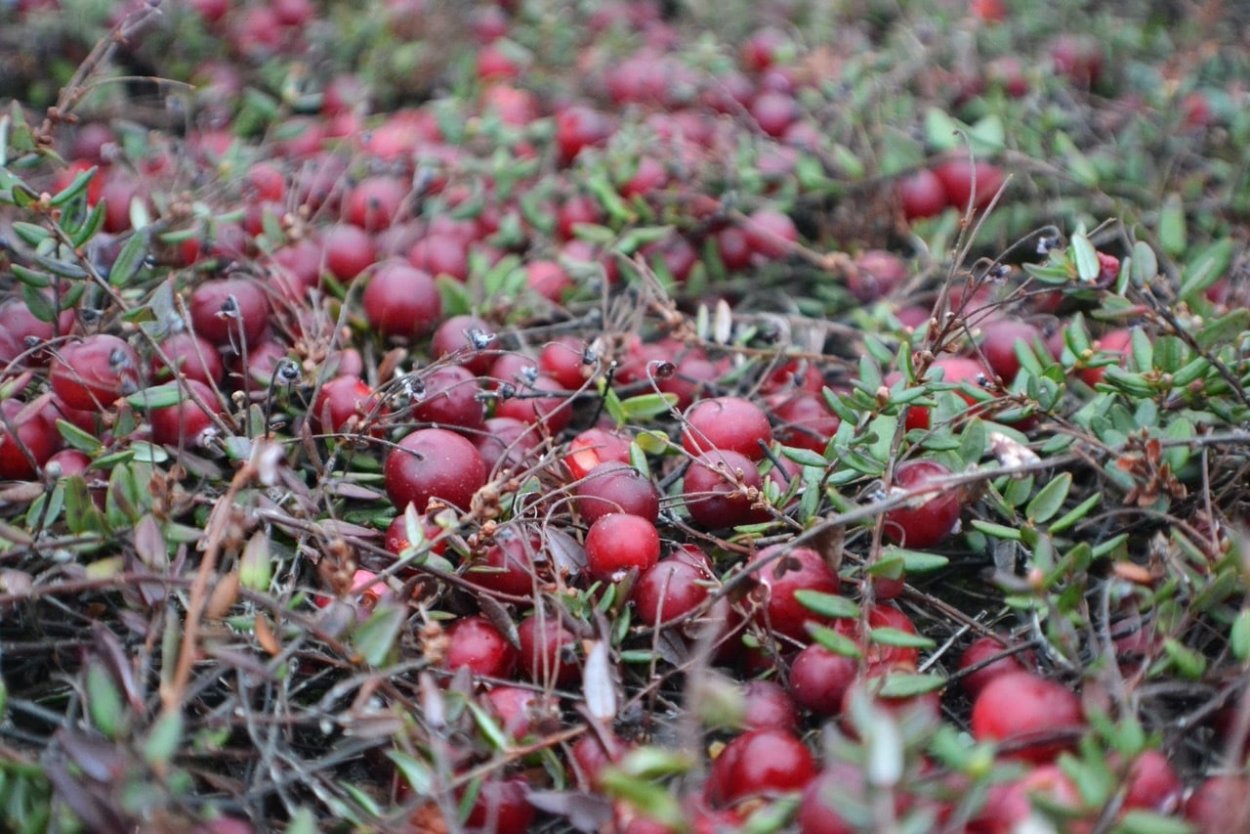 Клюква Болотная куст