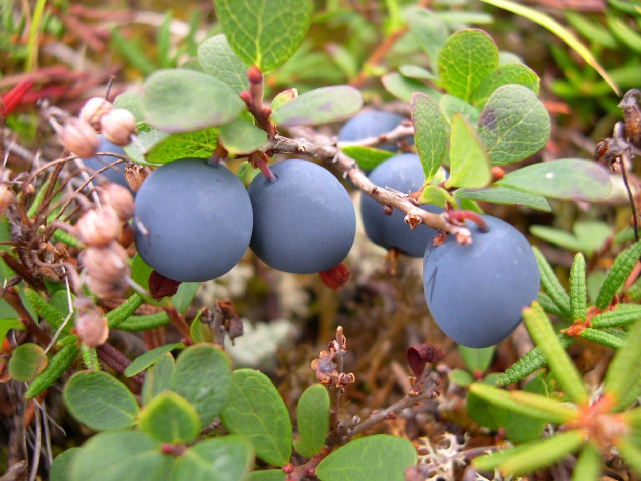 Клюква мелкоплодная