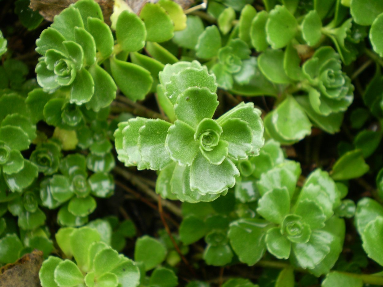 Sedum spurium