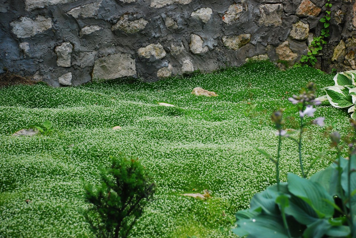 Мшанка шиловидная 'Green Moss'