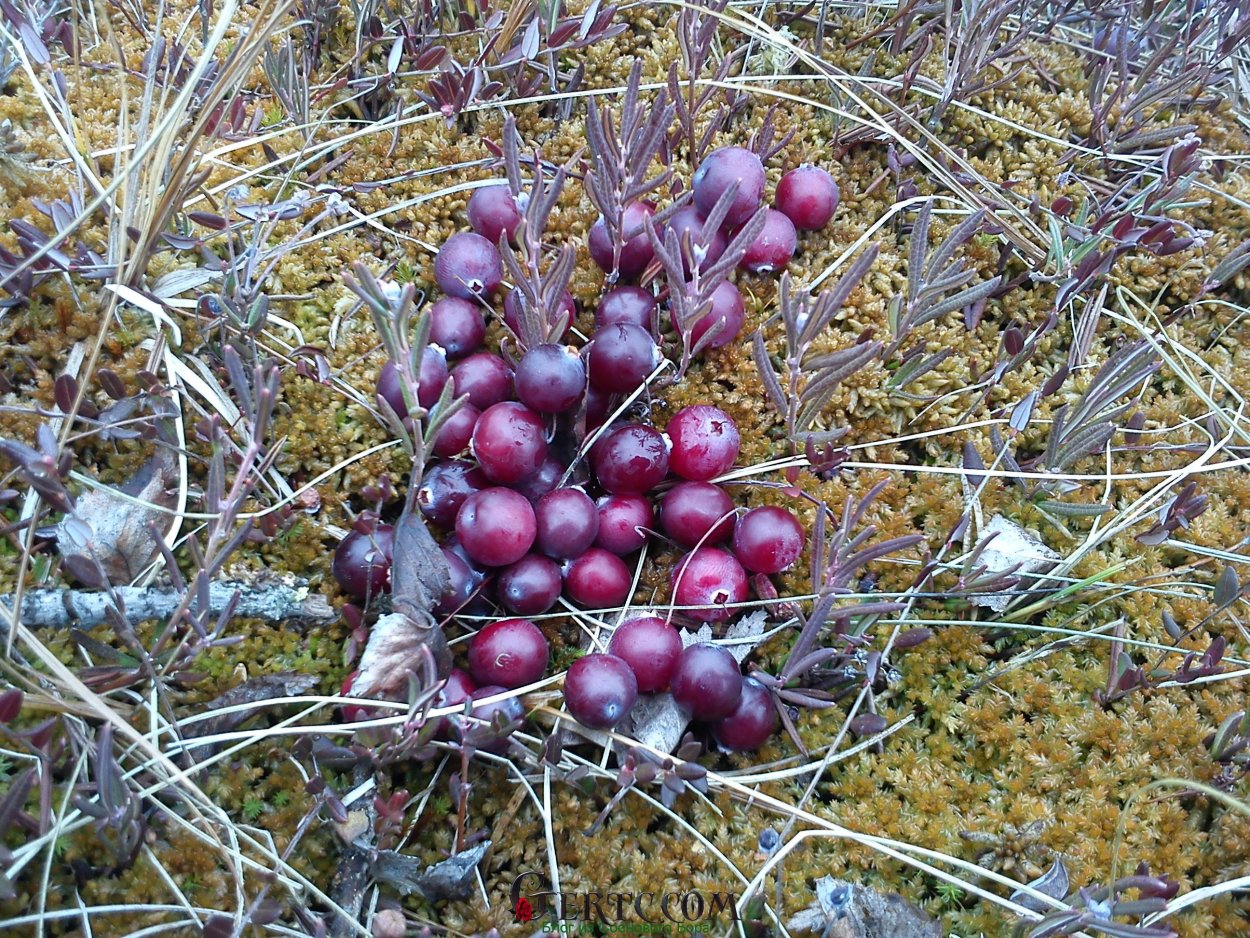 Арктическая Морошка