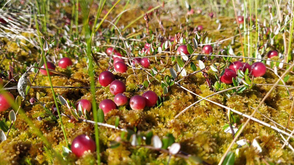 Ягоды на болотах Ленинградской области
