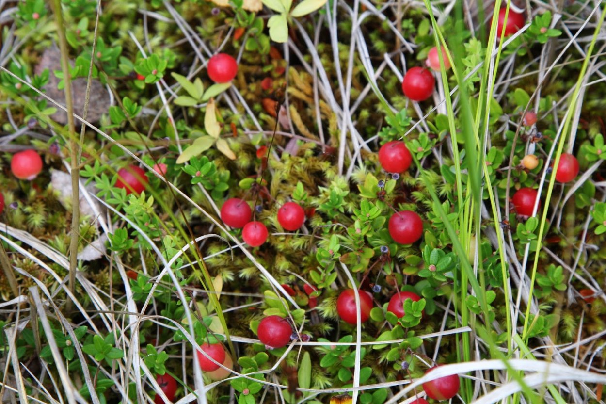 Клюква Болотная