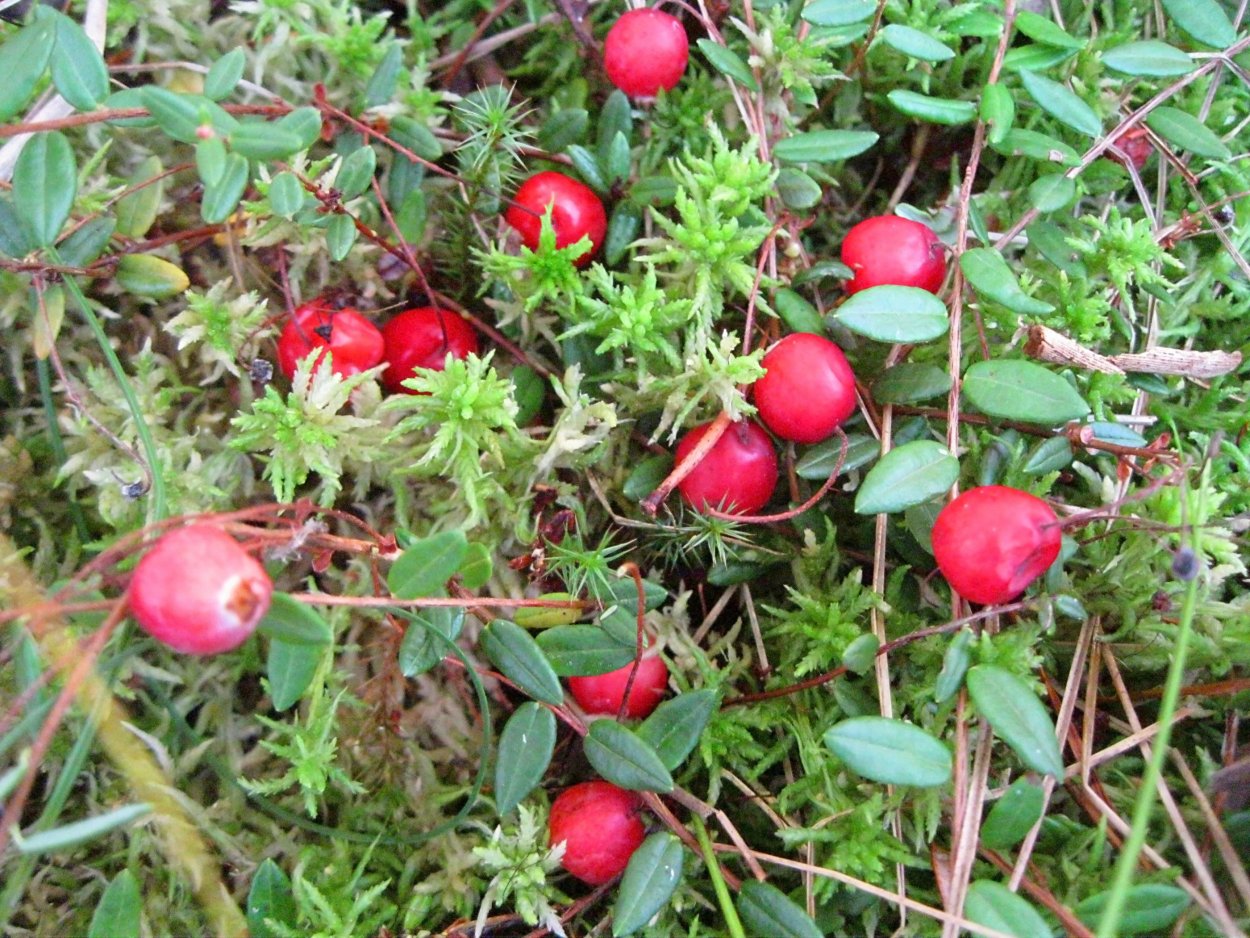 Клюква Болотная ягода