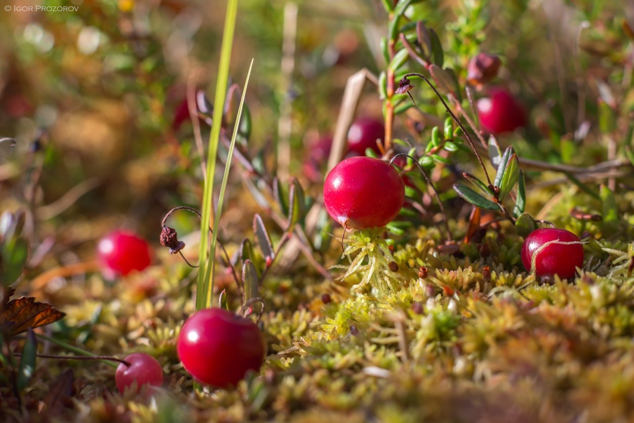 Клюква Болотная куст