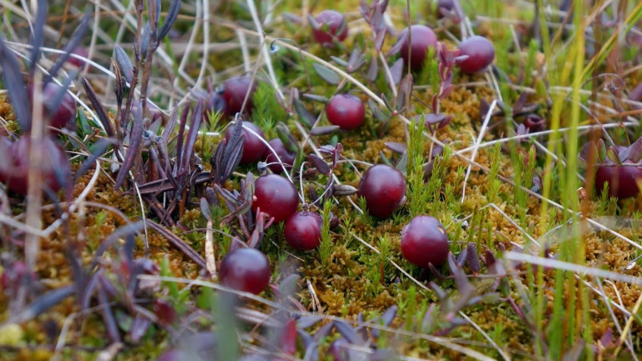 Южного Урала клюквенное болото (Кунашакский район);