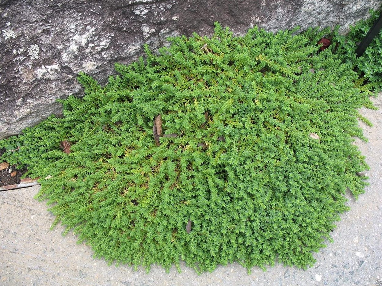 Растение Коврик Многолетний