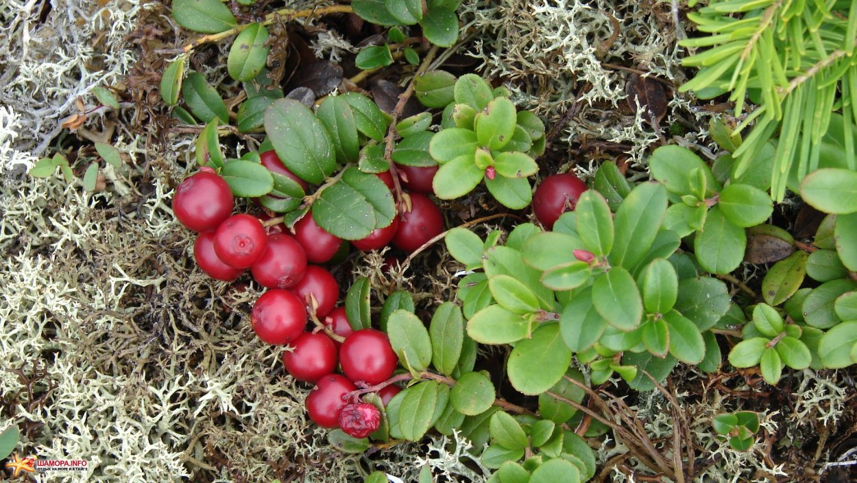 Клюква Болотная