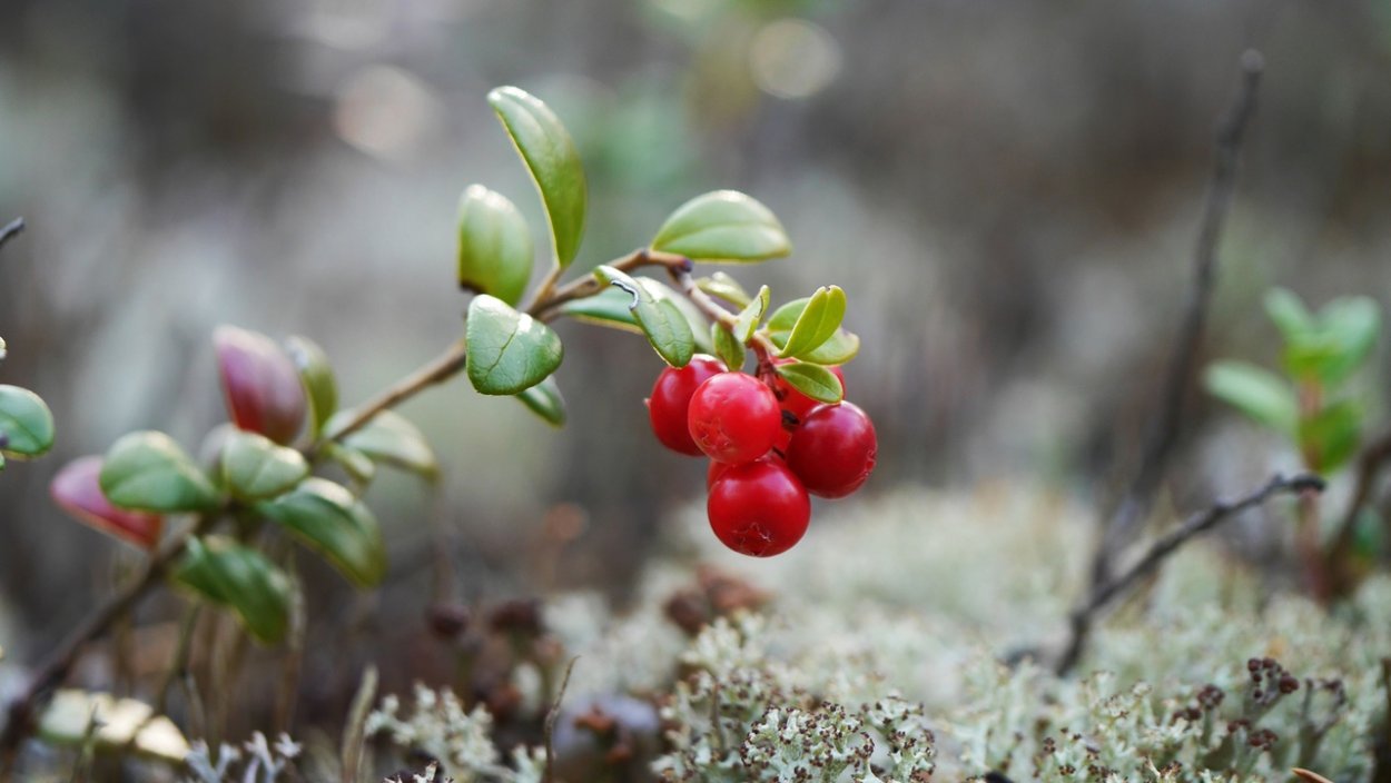 Арктическая Морошка