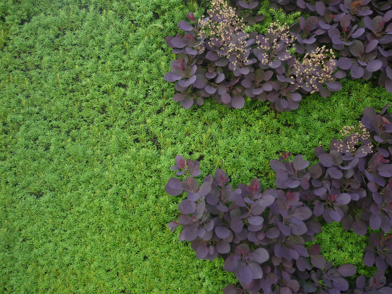 Тимьян ползучий (Thymus serpyllum 'Magic Carpet')