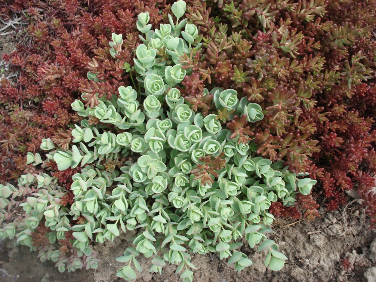 Камнеломка для альпийской горки