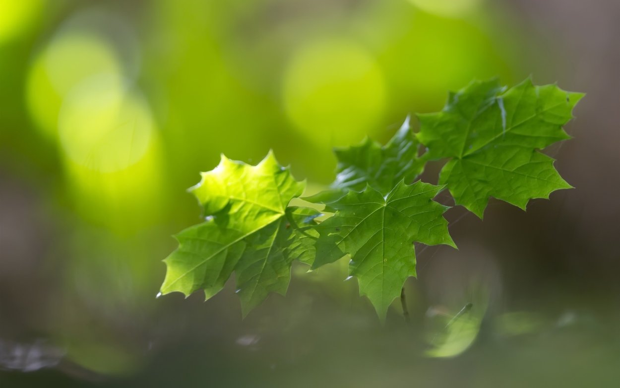 Летние листья