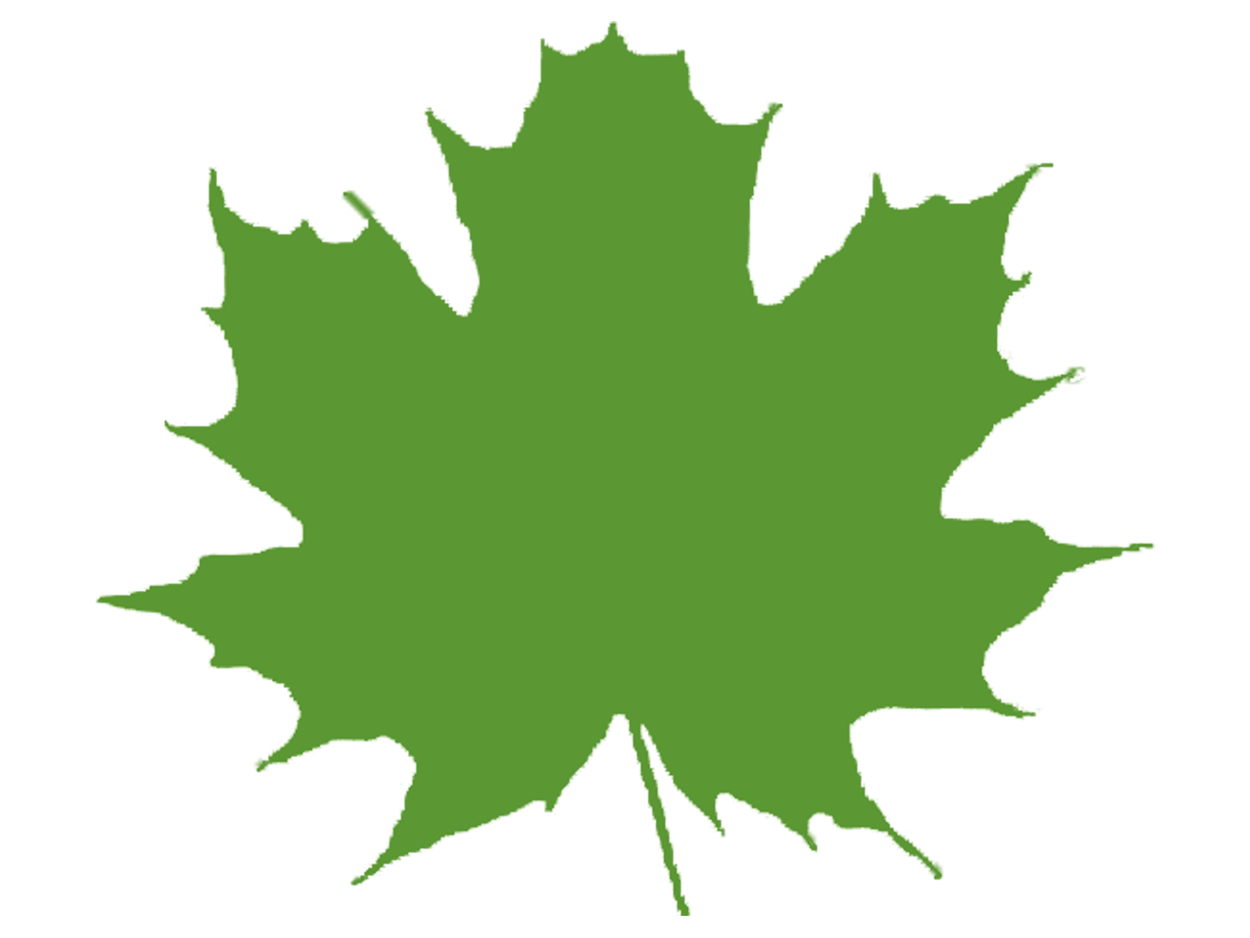 Лист клена зеленый на прозрачном фоне