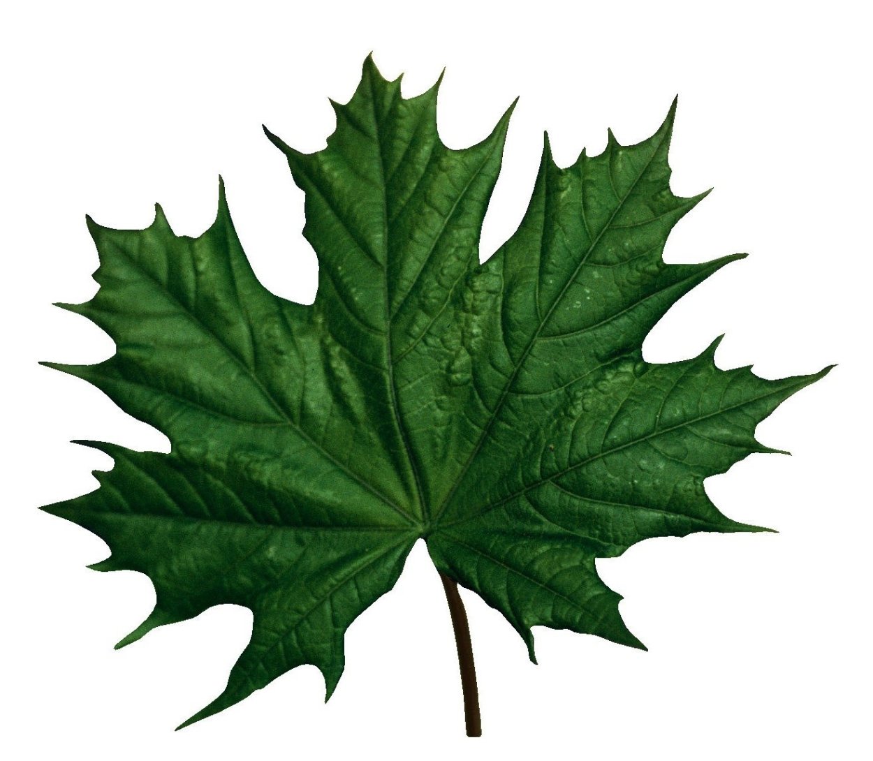 Кленовый лист зеленый