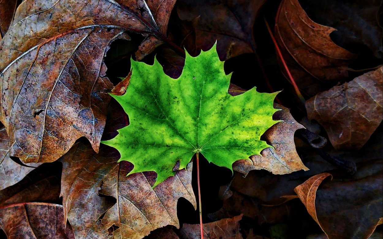 Обои листьев