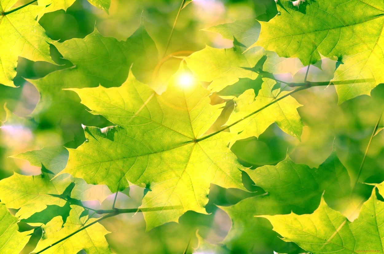 Осень желто зеленые листья