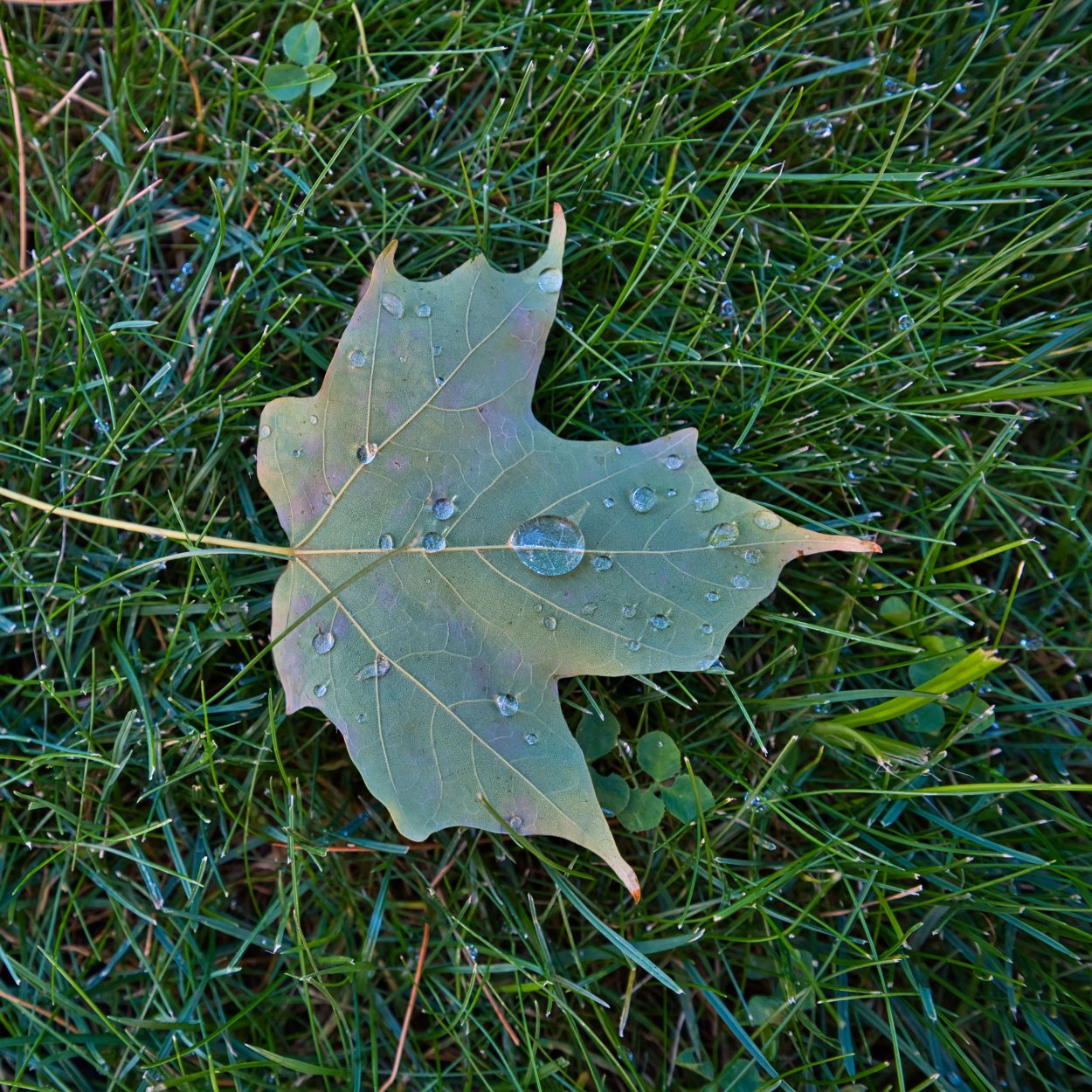 Обои кленовый лист с каплями